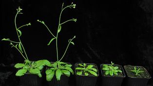 Científicos argentinos realizaron experimentos con la Arabidopsis thaliana.
