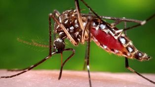 Confirmaron un caso de dengue autóctono en la ciudad y tres en estudio