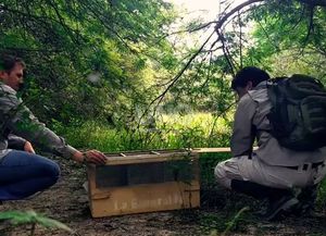 Liberaron aves decomisadas en diferentes operativos policiales