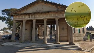 Concordia: hallan larvas de aedes aegypti en el cementerio