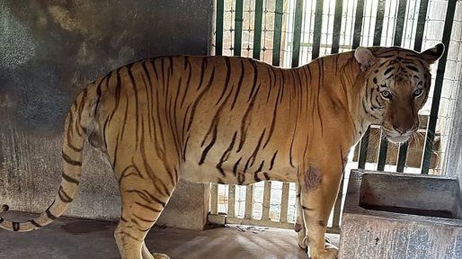 Golpe contra el Cártel del Golfo: incautan tigres, jaguares, monos y búfalos