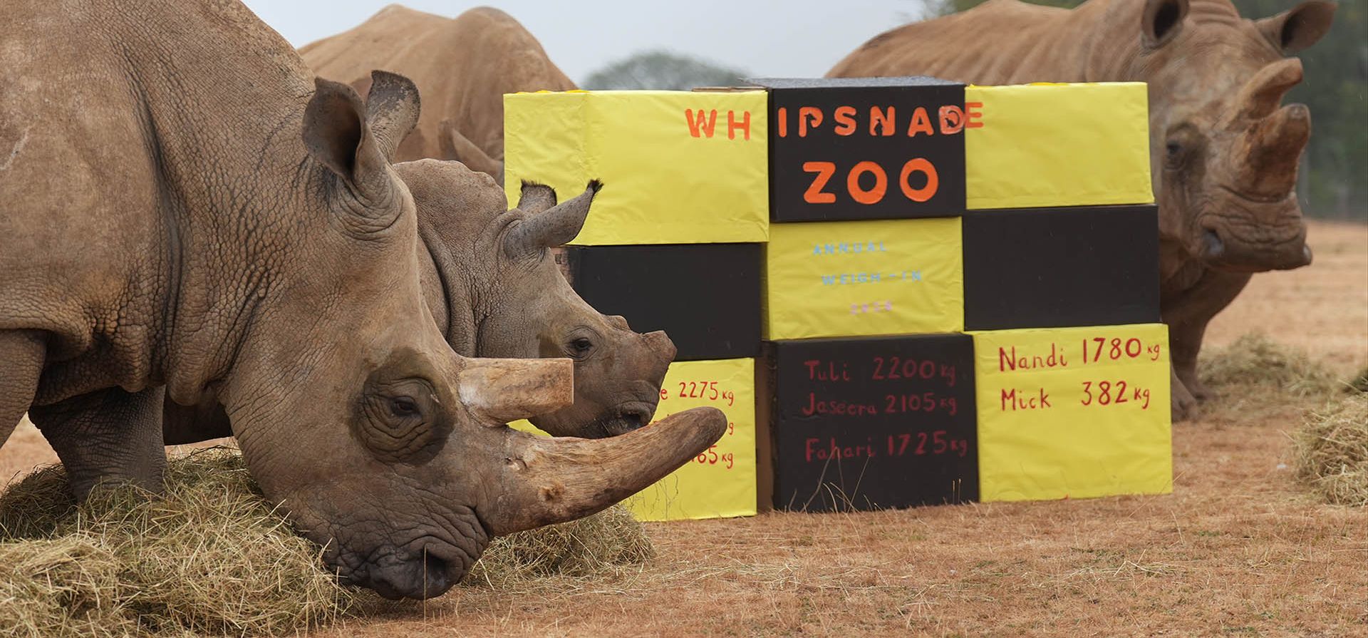 Rinocerontes blancos del sur, incluyendo a la cría Mick, que pesa 382 kg, durante el pesaje anual en el zoológico ZSL Whipsnade en Bedfordshire, Inglaterra, el jueves 27 de agosto de 2026. (Joe Giddens/PA vía AP)