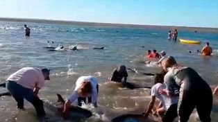 Rescataron unos 300 delfines que quedaron varados en el Golfo San Matías