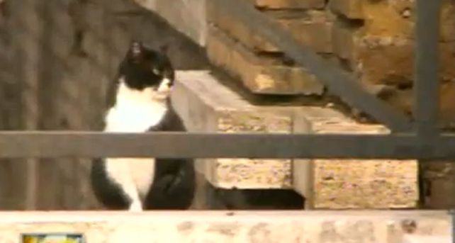 Un gato recibi&oacute; 10 millones de euros como herencia de su due&ntilde;a