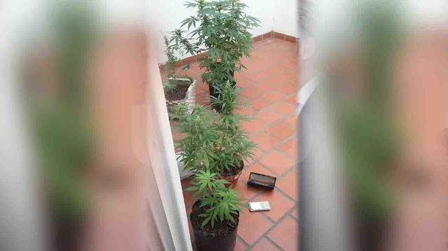 Se peleó con su novio y denunció a la Policía que él tenía plantas de marihuana en su casa