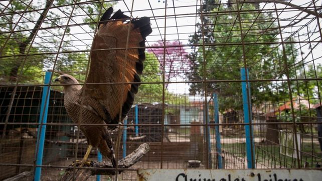 Alertan por animales silvestres en riesgo en Paraná