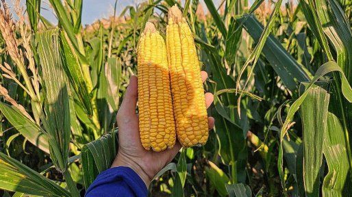 Entre Ríos colaboró para que haya un récord histórico en producción de maíz