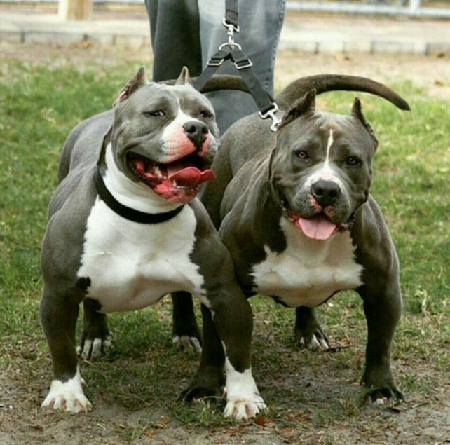 No es la primera vez que los perros de esta raza protagonizan incidentes y generan tragedias.