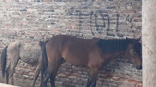 Rescataron tres caballos y un tucán por malos tratos y crueldad animal