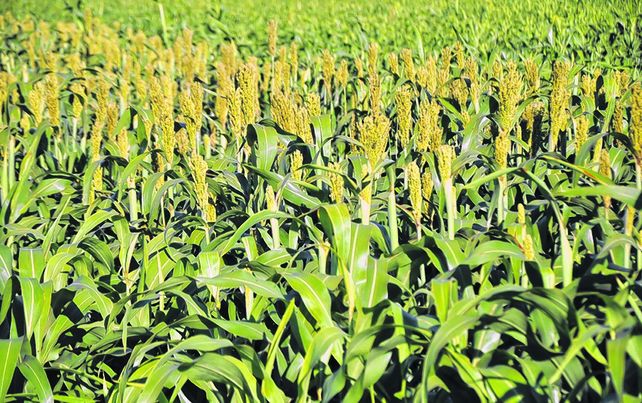 Sistemas. En Marcos Juárez se obtuvieron importantes beneficios en la rotación soja-sorgo.