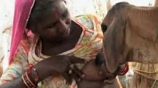 Una mujer de la India amamanta orgullosa a un ternero hu&eacute;rfano