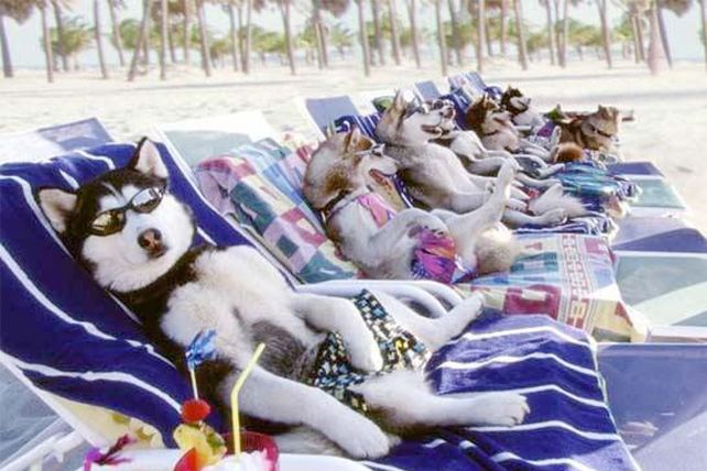 Diez consejos para viajar con su mascota