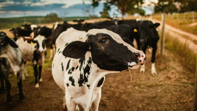 Facilitan el acceso al financiamiento para los productores tamberos