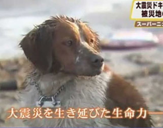 La lealtad sobrevive a la tragedia de Jap&oacute;n (Video)
