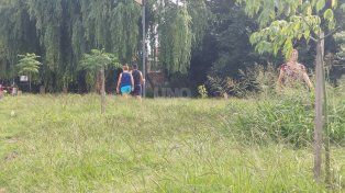 Yuyos altos en la zona de la ciclovía de Pedro Víttori