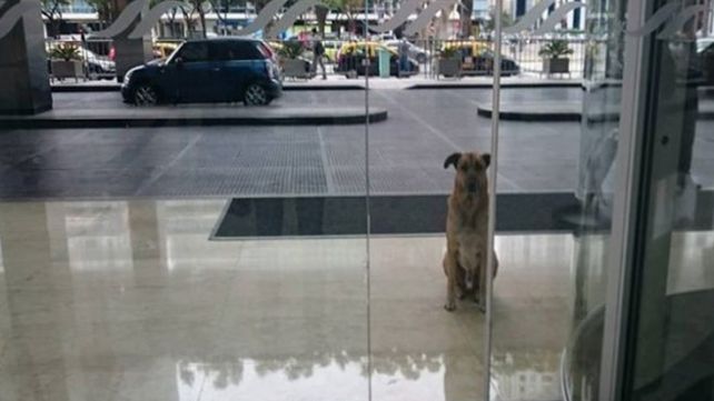 Un perro logró que una azafata se lo lleve a vivir a Alemania