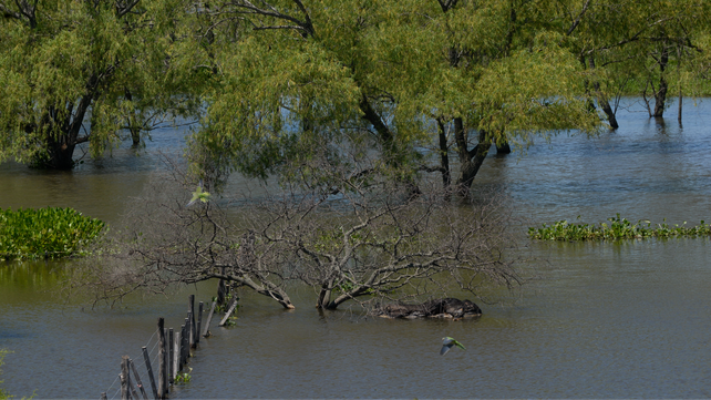 Sigue creciendo el río Paraná.&nbsp;