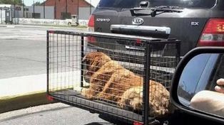 Indignación por los autos con jaulas para llevar a las mascotas de vacaciones