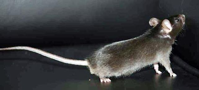 Investigadores chinos crean ratones partiendo de c&eacute;lulas comunes