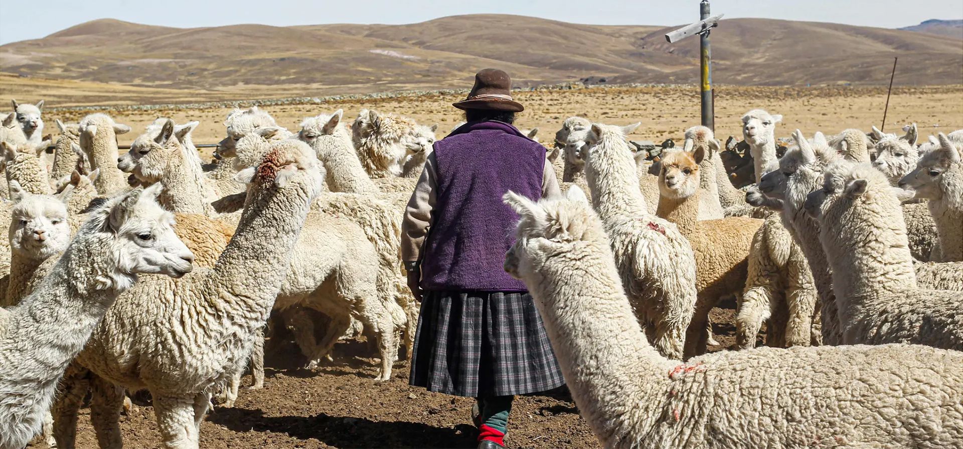 Puno, Perú. Una mujer pastorea sus alpacas en la comunidad quechua de Lagunillas Fotografía: Juan Carlos Cisneros/AFP/Getty Images