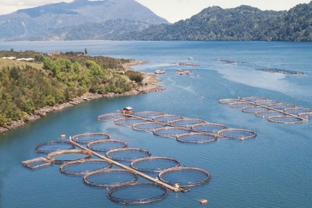 Gran escala. Una salmonera en el sur de Chile.&nbsp; Se busca aplicar ese modelo en el canal de Beagle.