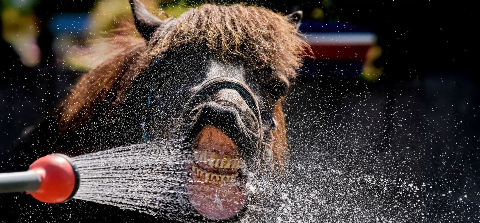 Un caballo islandés bebe de una manguera de agua en una yeguada, Wehrheim, Alemania. Fotografía: Michael Probst/AP Un caballo islandés bebe de una manguera de agua en una yeguada, Wehrheim, Alemania. Fotografía: Michael Probst/AP