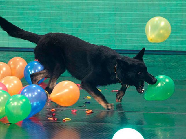 El secreto para mantener a tu mascota entretenida todo el día