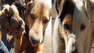Arte y solidaridad en beneficio de la Protectora de Animales