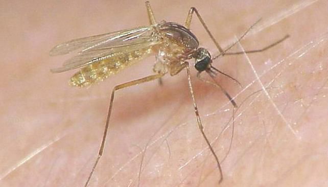 Preocupante. La amenaza del zika