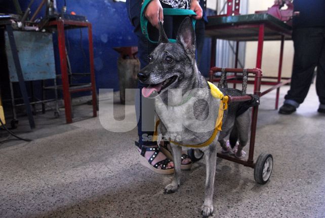 Ejemplo. Zafira es una de las primeras perritas que fue asistida por el proyecto