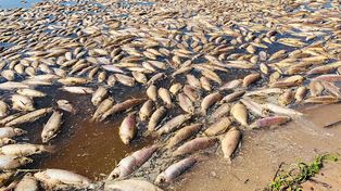 Aparición de peces muertos en el río Salado: alertan a la ciudadanía sobre el consumo