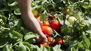 Yara mostrará su producción de tomates.