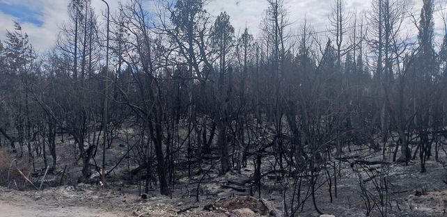 Impactantes imágenes de las áreas afectadas por los incendios en la Patagonia