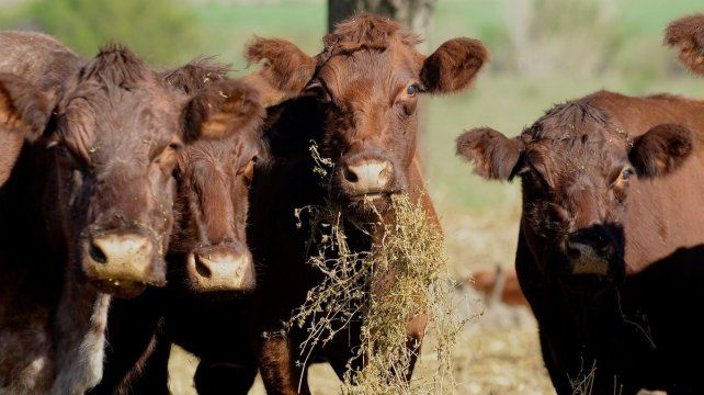 La oferta de carne vacuna de cara al próximo año dependerá en gran medida de la evolución climática.