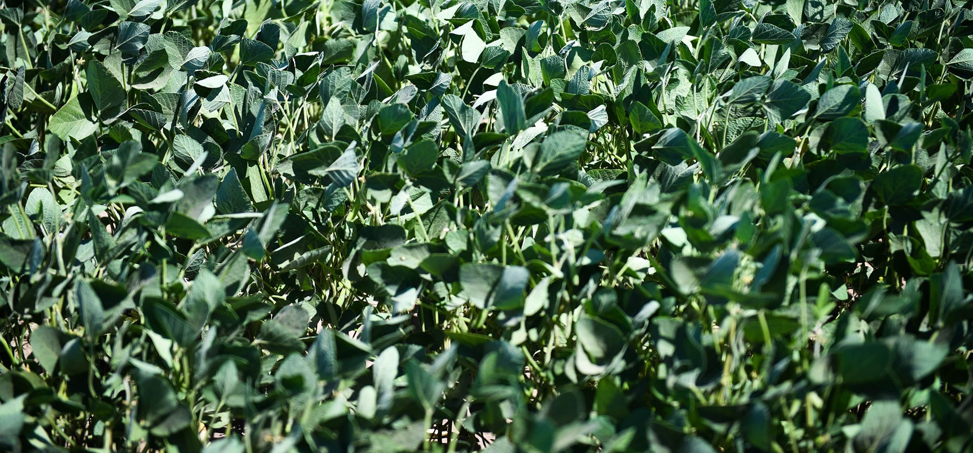 Inédito. Un plot con soja en excelente estado en un plot de semilleros.