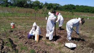 Investigadores de Fauba ensayan con su utilización como abono en plantaciones forestales.
