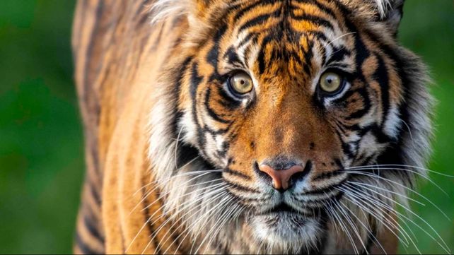 La hembra que murió en el zoológico de Washington.