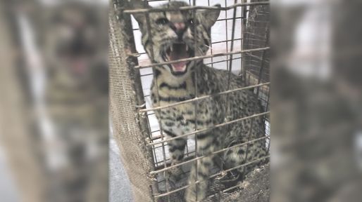Tras la quema de pastizales hallaron un gato montés y lo liberaron en su hábitat