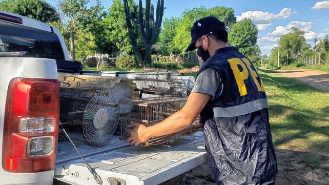 Tenían más de 50 aves en forma clandestina en una casa