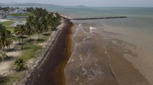 El sargazo cubre por completo una playa en Puerto Rico.