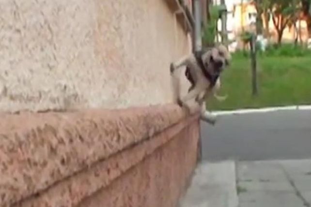 Un perro, todo un profesional del “parkour”