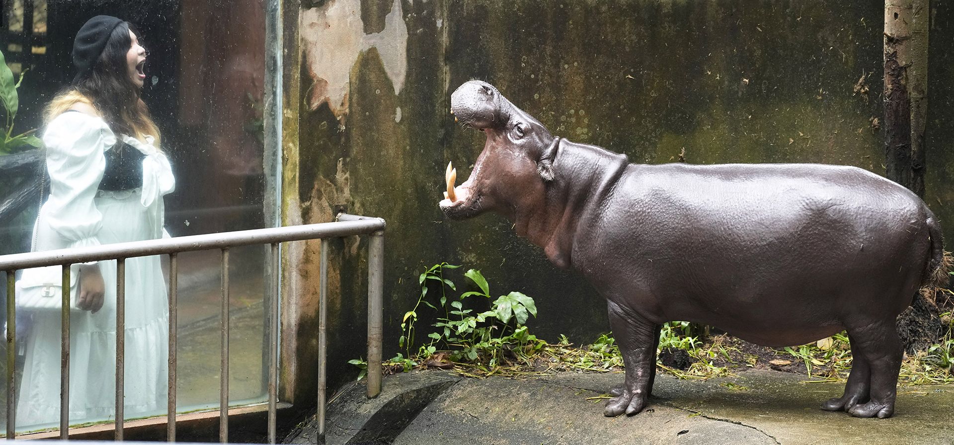 Un visitante observa al hipopótamo macho Tony, en el zoológico abierto Khao Kheow en la provincia de Chonburi, Tailandia, el jueves 19 de septiembre de 2024. (Foto AP/Sakchai Lalit) Un visitante observa al hipopótamo macho Tony, en el zoológico abierto Khao Kheow en la provincia de Chonburi, Tailandia, el jueves 19 de septiembre de 2024. (Foto AP/Sakchai Lalit)