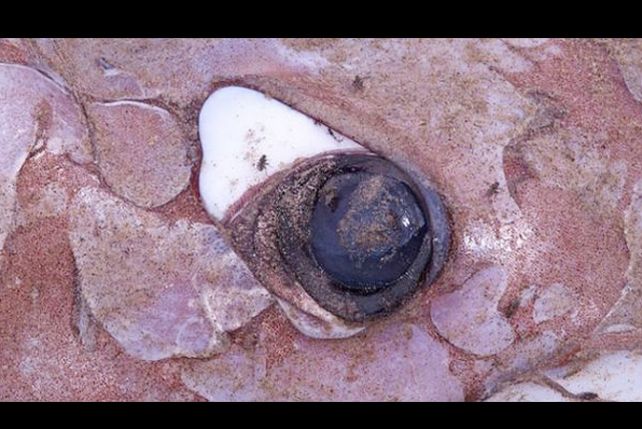 ¿Apareció “El Kraken” sobre una playa española?