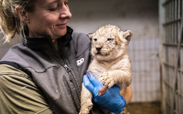 Una cuidadora del Jardín Zoológico de Copenhague posa con uno de los cuatro cachorros de león nacidos en Copenhague, el lunes 27 de septiembre de 2021.