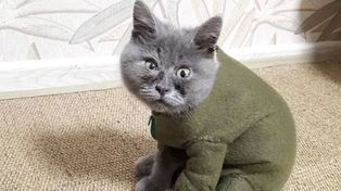 Fedia, el gato que revolucionó las redes con su permanente cara de sorprendido