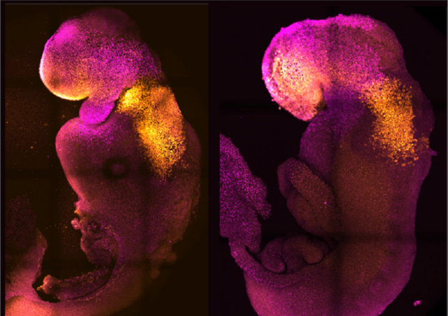Embrión natural (izq.) y uno sintético de ratón. La imagen fue publicada por la Universidad de Cambridge.&nbsp;