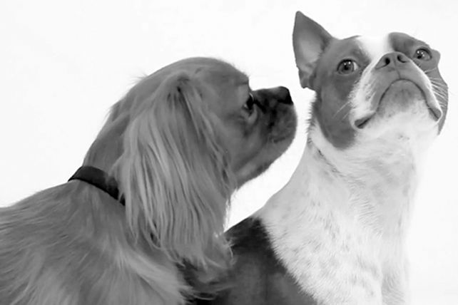 Una tierna parodia del video primer beso, pero con perros