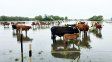 Senasa recomienda tener documentación de la hacienda al día ante posibles inundaciones