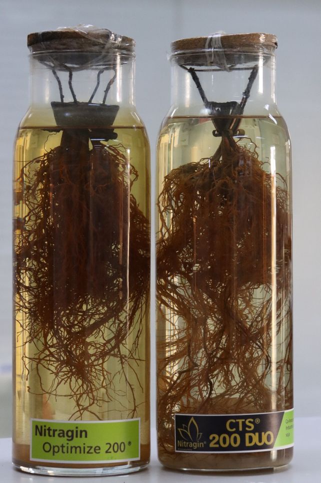 Coinoculación de soja: un logro significativo en la industria del tratamiento de semillas