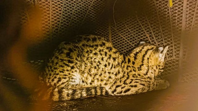 Delitos Rurales recibió un llamado telefónico que alertaba sobre la presencia de un gato montés en Santa Elena. Se trataba de un gato montés